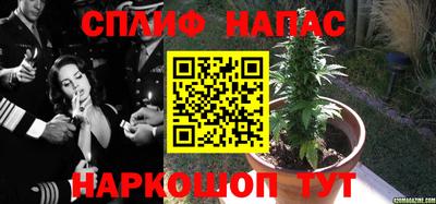 гашик Будённовск